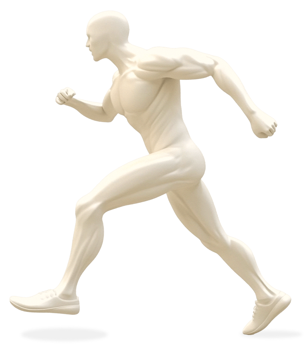 Modelo anatómico 3D de un hombre en posición de carrera sobre fondo transparente para ilustrar servicios de masajes deportivos y recuperación muscular.